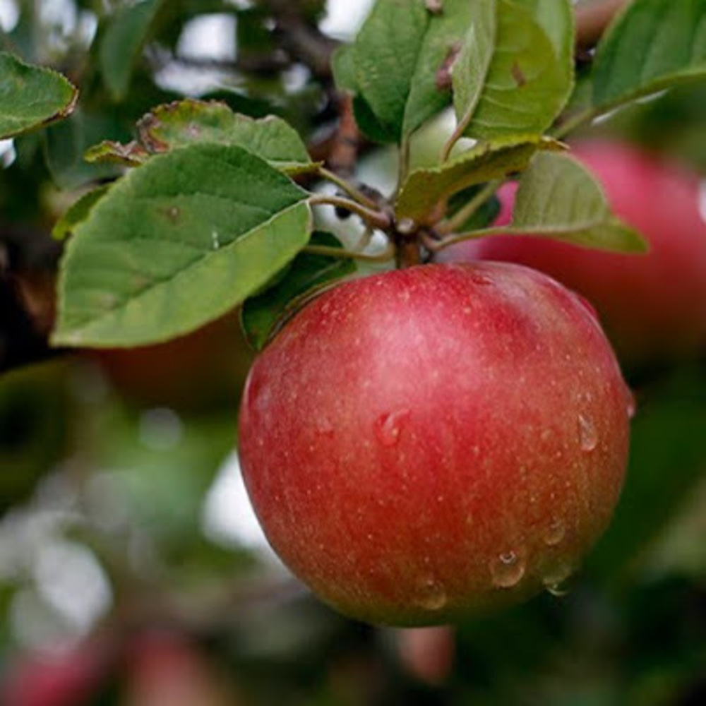 Meet your Posher, Hamin